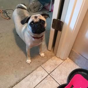 Meet your Posher, Carol christopher